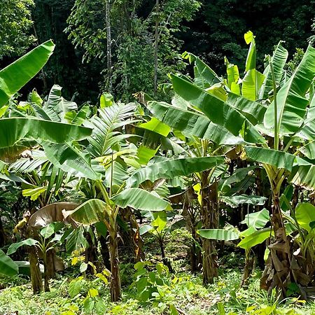 Eden Jungle Lodge Bocas del Toro Eksteriør bilde