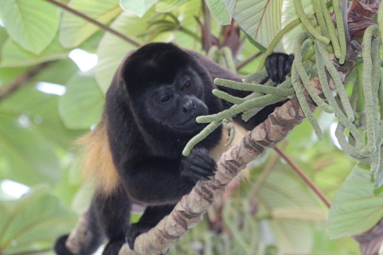 Eden Jungle Lodge Bocas del Toro Eksteriør bilde