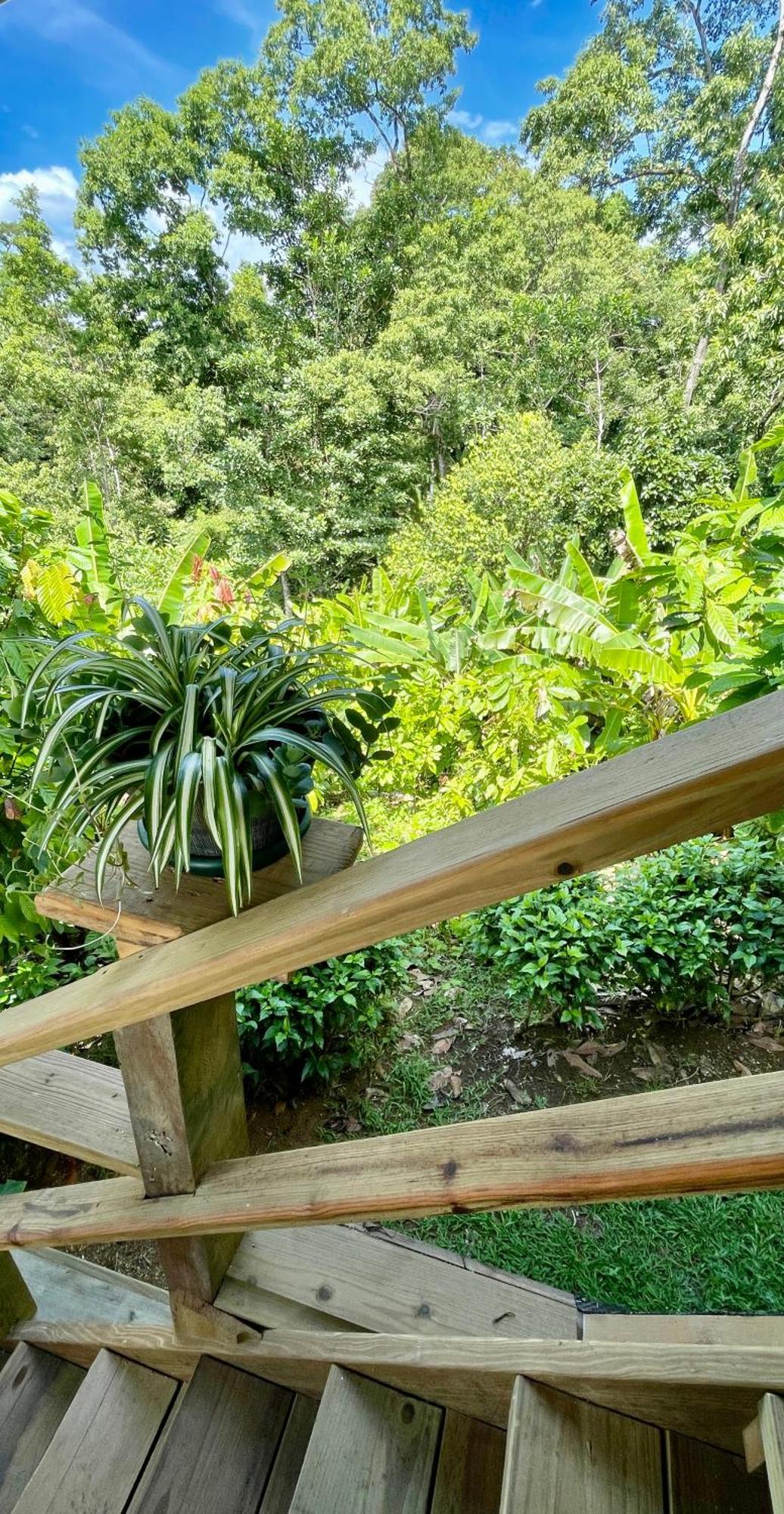 Eden Jungle Lodge Bocas del Toro Eksteriør bilde