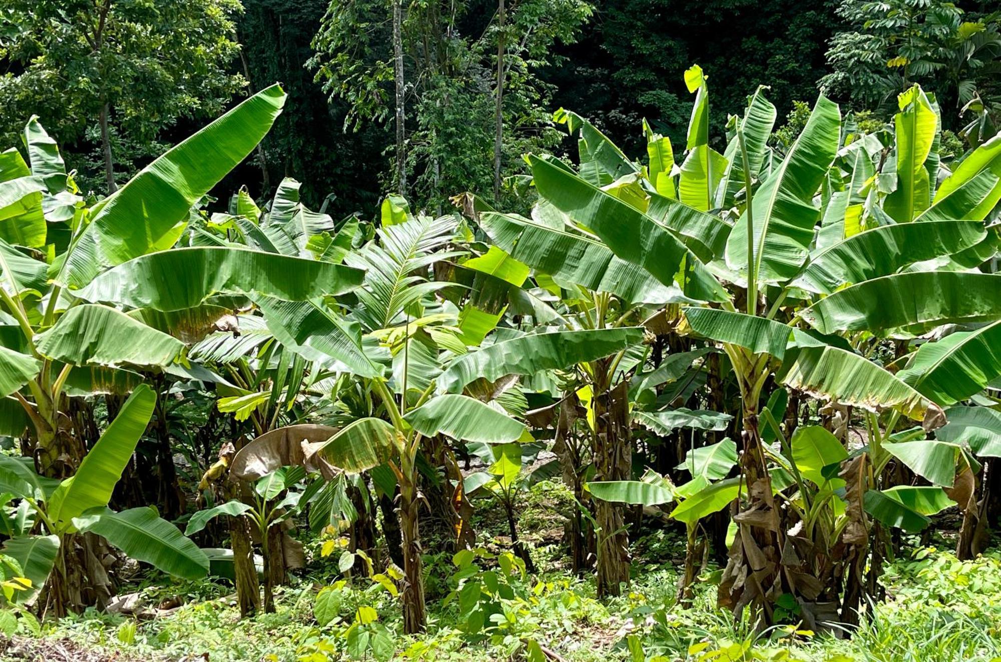 Eden Jungle Lodge Bocas del Toro Eksteriør bilde