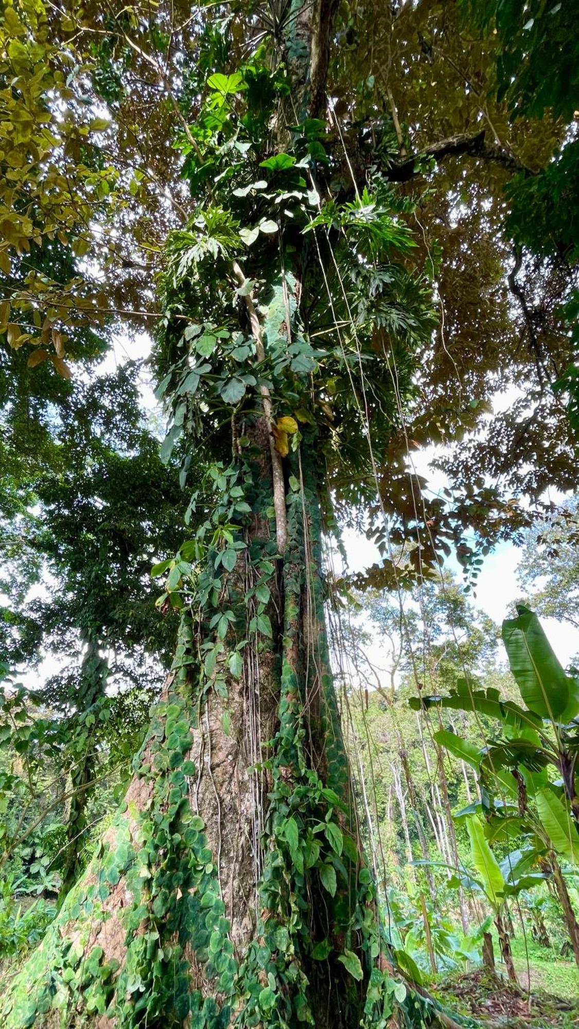 Eden Jungle Lodge Bocas del Toro Eksteriør bilde